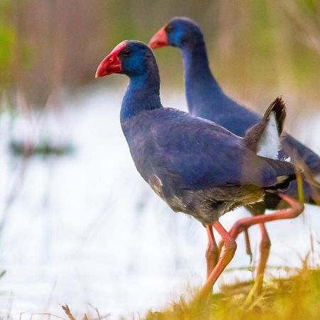 Casa De Los Pajaros Севиля Екстериор снимка